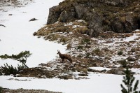 /album/wildtiere/hinterlang-00680-jpg/